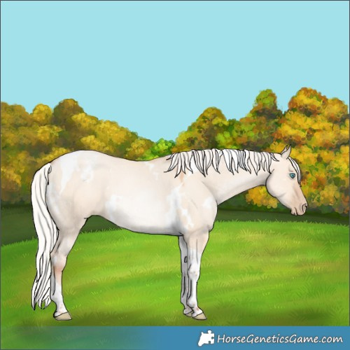 Horse Color:White Spotted Silver Sable Champagne Pearl Dun Tobiano 