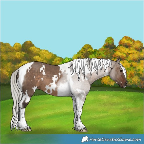 Horse Color:White Spotted Silver Brown Dun Tobiano