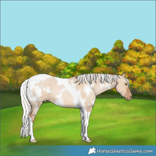 Horse Color:White Spotted Silver Bay Pearl Dun Tobiano