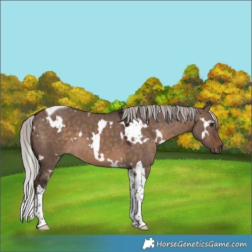 Horse Color:White Spotted Silver Brown Dun Tobiano 