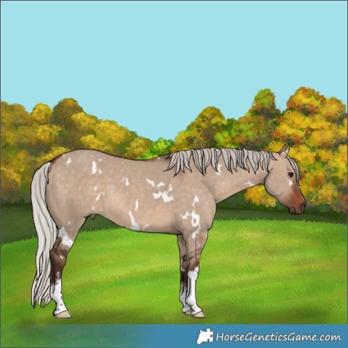 Horse Color:White Spotted Silver Brown Dun 