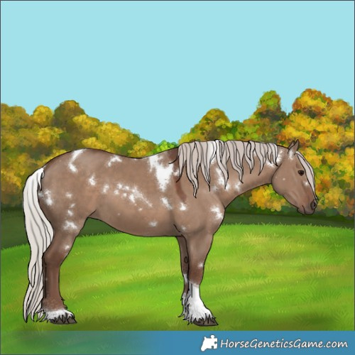 Horse Color:White Spotted Silver Grullo Tobiano 