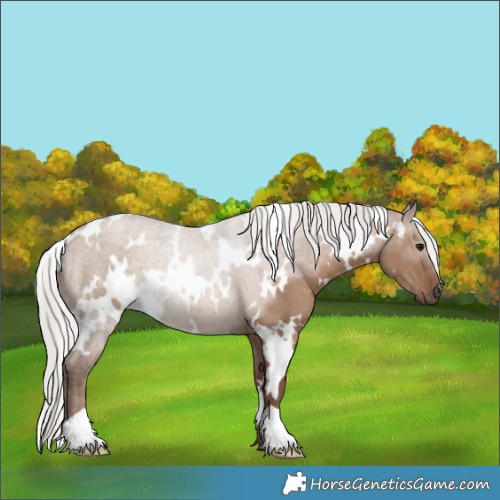Horse Color:White Spotted Silver Grullo