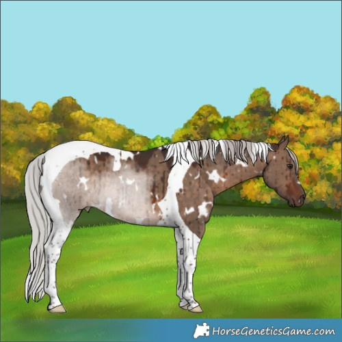 Horse Color:White Spotted Silver Brown Dun Tobiano Brindle 