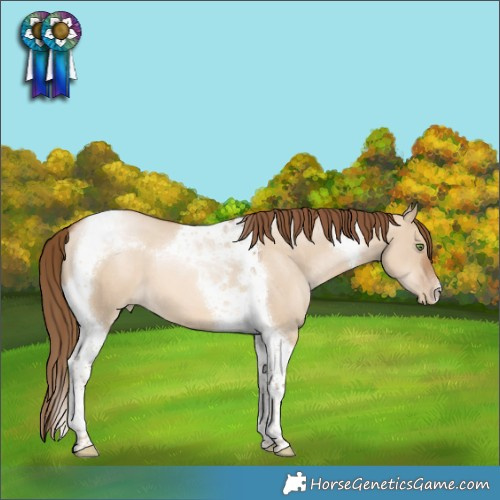 Horse Color:Liver Red Dun Pearl Tobiano