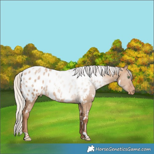 Horse Color:White Spotted Silver Brown Pearl Dun Appaloosa 