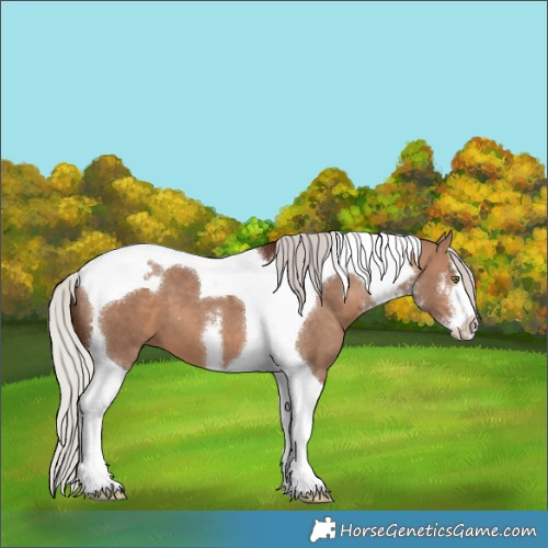Horse Color:White Spotted Silver Brown Dun Tobiano