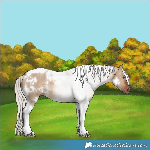 Horse Color:White Spotted Silver Brown Dun Tobiano 