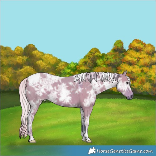 Horse Color:Watercolor White Spotted Silver Grullo Ice 