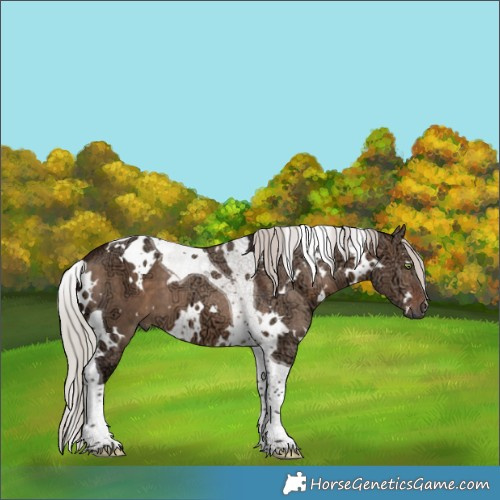 Horse Color:White Spotted Silver Brown Ice Dun Tobiano 