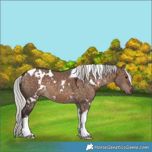 Horse Color:White Spotted Silver Brown Dun Tobiano 