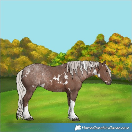 Horse Color:White Spotted Silver Black Tobiano 