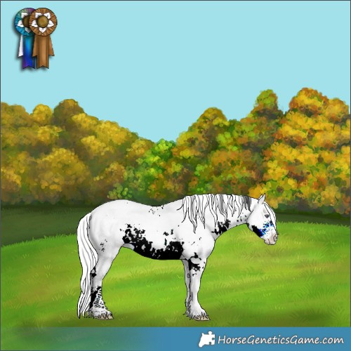 Horse Color:White Spotted Silver Buckskin Chinchilla Pearl Sabino