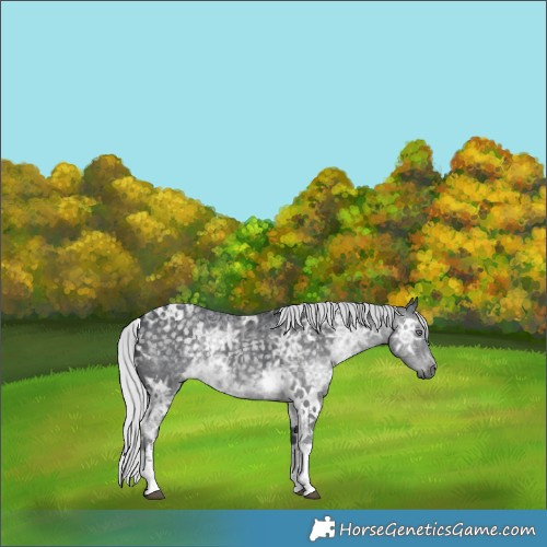 Horse Color:White Spotted Silver Black Chinchilla Ice 