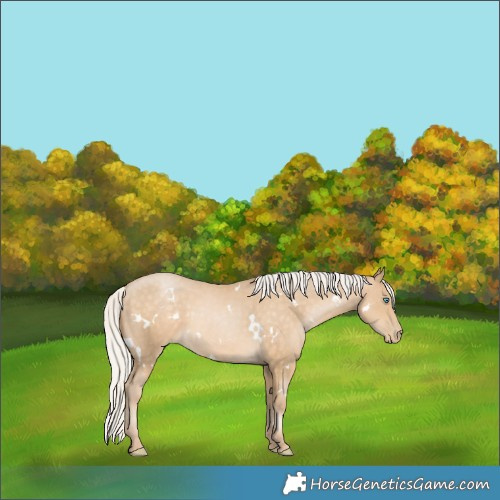 Horse Color:White Spotted Silver Buckskin Pearl