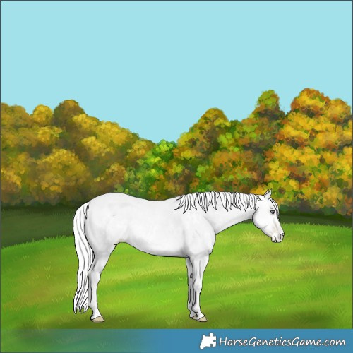 Horse Color:White Spotted Silver Buckskin Chinchilla Pearl Rabicano