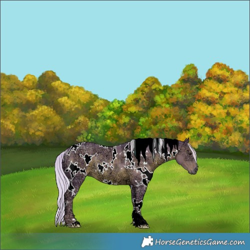 Horse Color:Watercolor White Spotted Silver Black Ice Rabicano 