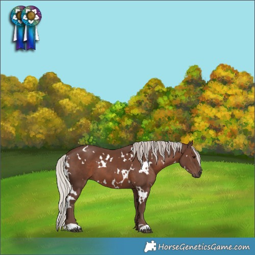 Horse Color:White Spotted Silver Black