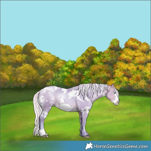 Horse Color:Watercolor White Spotted Silver Buckskin Pearl Frame Rabicano 