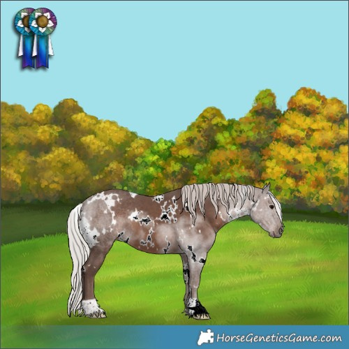 Horse Color:White Spotted Silver Black