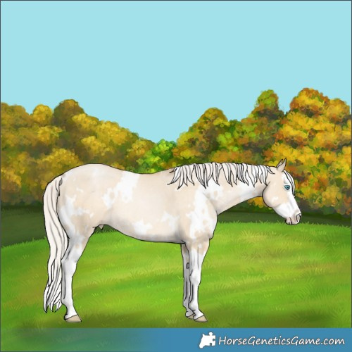 Horse Color:White Spotted Silver Smoky Grullo Pearl Splash Rabicano 