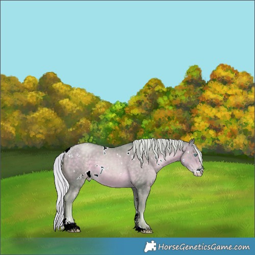 Horse Color:Watercolor White Spotted Silver Buckskin Pearl Sabino