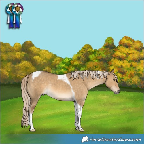 Horse Color:Chocolate Palomino Dun Tobiano Rabicano 