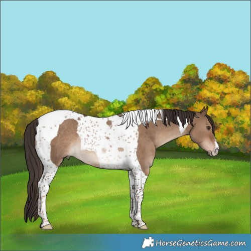 Horse Color:Liver Red Dun Tobiano Rabicano 