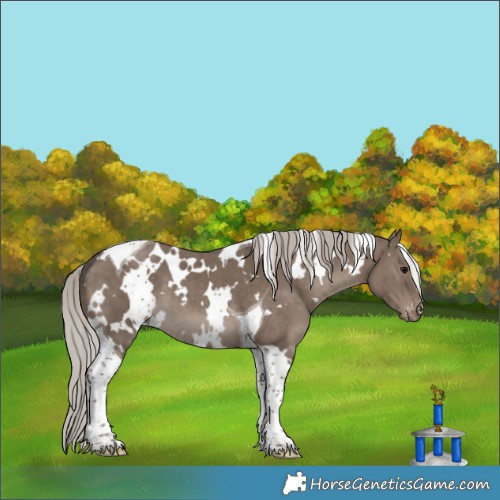 Horse Color:White Spotted Silver Grullo Tobiano Appaloosa Brindle 