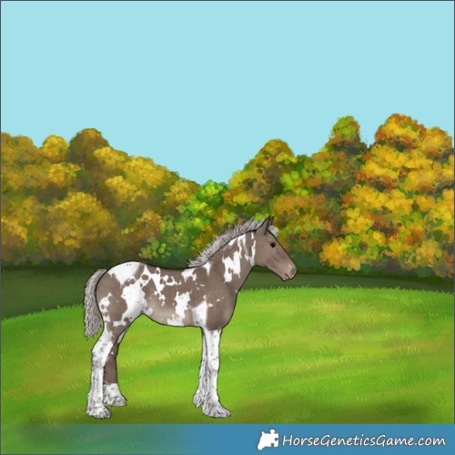 Horse Color:White Spotted Silver Grullo Tobiano Appaloosa Brindle 