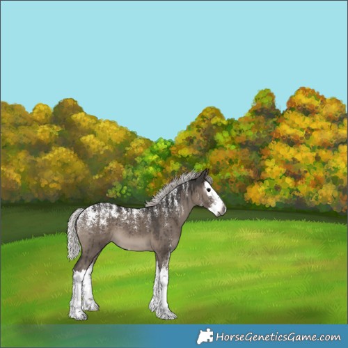 Horse Color:Powder White Gray Silver Grullo Splash Brindle 