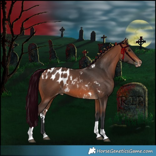 Horse Color:Bay Tobiano Skewed Appaloosa 
