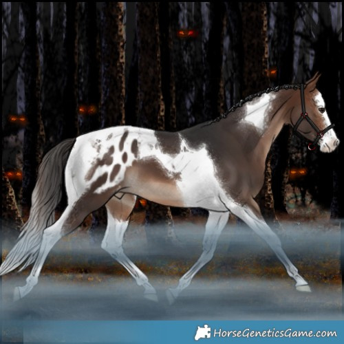 Horse Color:Brown Splash Tobiano Blanket 