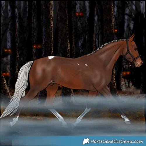 Horse Color:Silver Bay Tobiano Appaloosa Rabicano