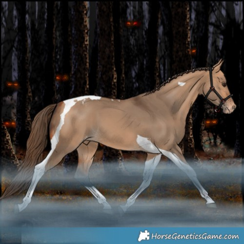Horse Color:Bay Dun Tobiano Appaloosa