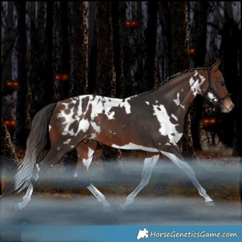 Horse Color:White Spotted Bay Tobiano Appaloosa Rabicano 