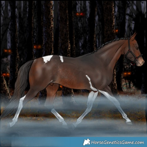 Horse Color:Bay Tobiano Appaloosa Rabicano 
