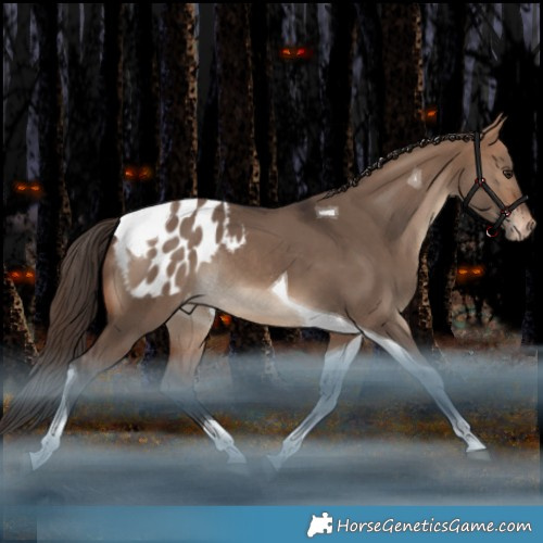 Horse Color:Bay Dun Tobiano Appaloosa Rabicano 