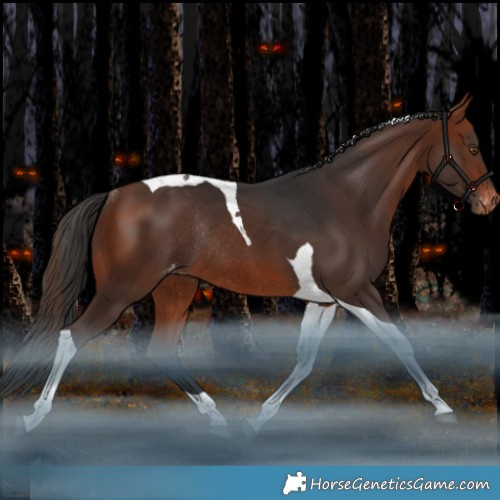 Horse Color:Bay Tobiano Appaloosa Rabicano
