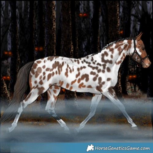 Horse Color:Bay Tobiano Appaloosa Rabicano