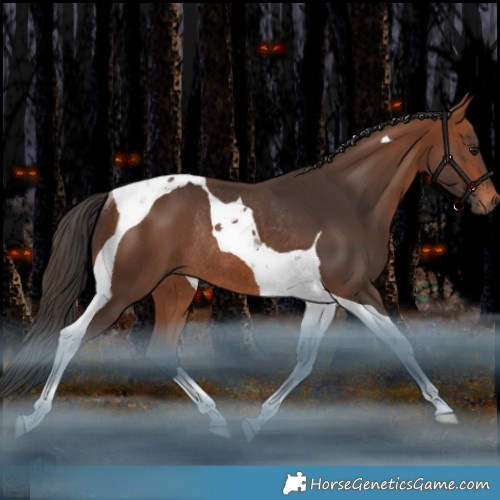 Horse Color:Bay Tobiano Rabicano