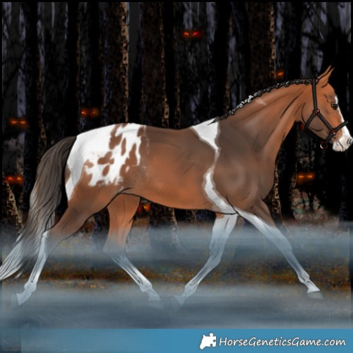 Horse Color:Bay Splash Tobiano Appaloosa Rabicano 
