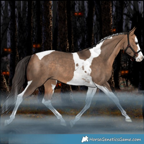 Horse Color:Bay Dun Splash Tobiano Rabicano