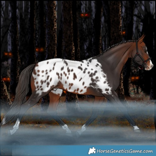 Horse Color:Bay Splash Tobiano Appaloosa Rabicano 