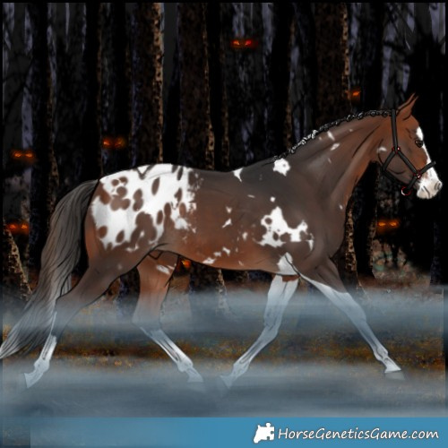 Horse Color:White Spotted Bay Splash Tobiano Appaloosa Rabicano 