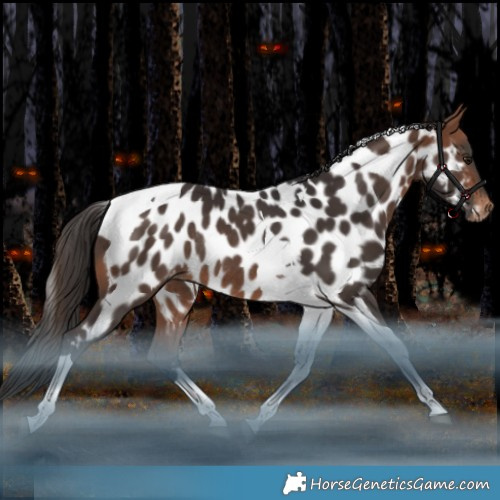 Horse Color:Bay Tobiano Appaloosa Rabicano 