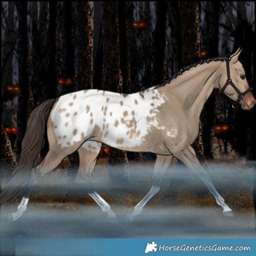 Horse Color:Bay Dun Tobiano Appaloosa Rabicano 