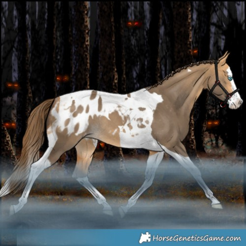 Horse Color:Buckskin Dun Splash Tobiano Appaloosa Rabicano 