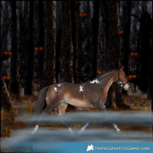 Horse Color:White Spotted Bay Tobiano Rabicano