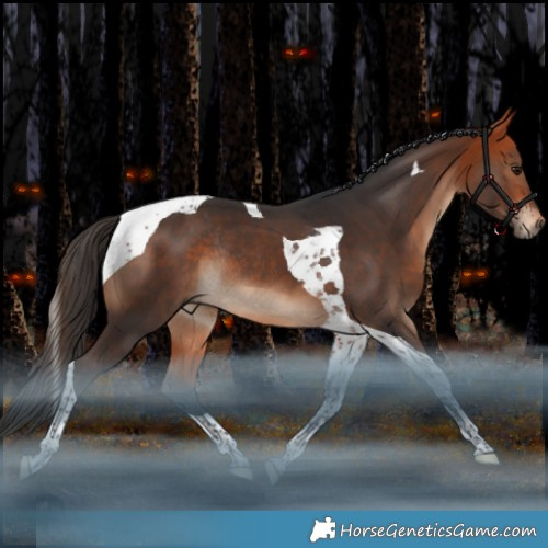 Horse Color:Bay Tobiano Rabicano